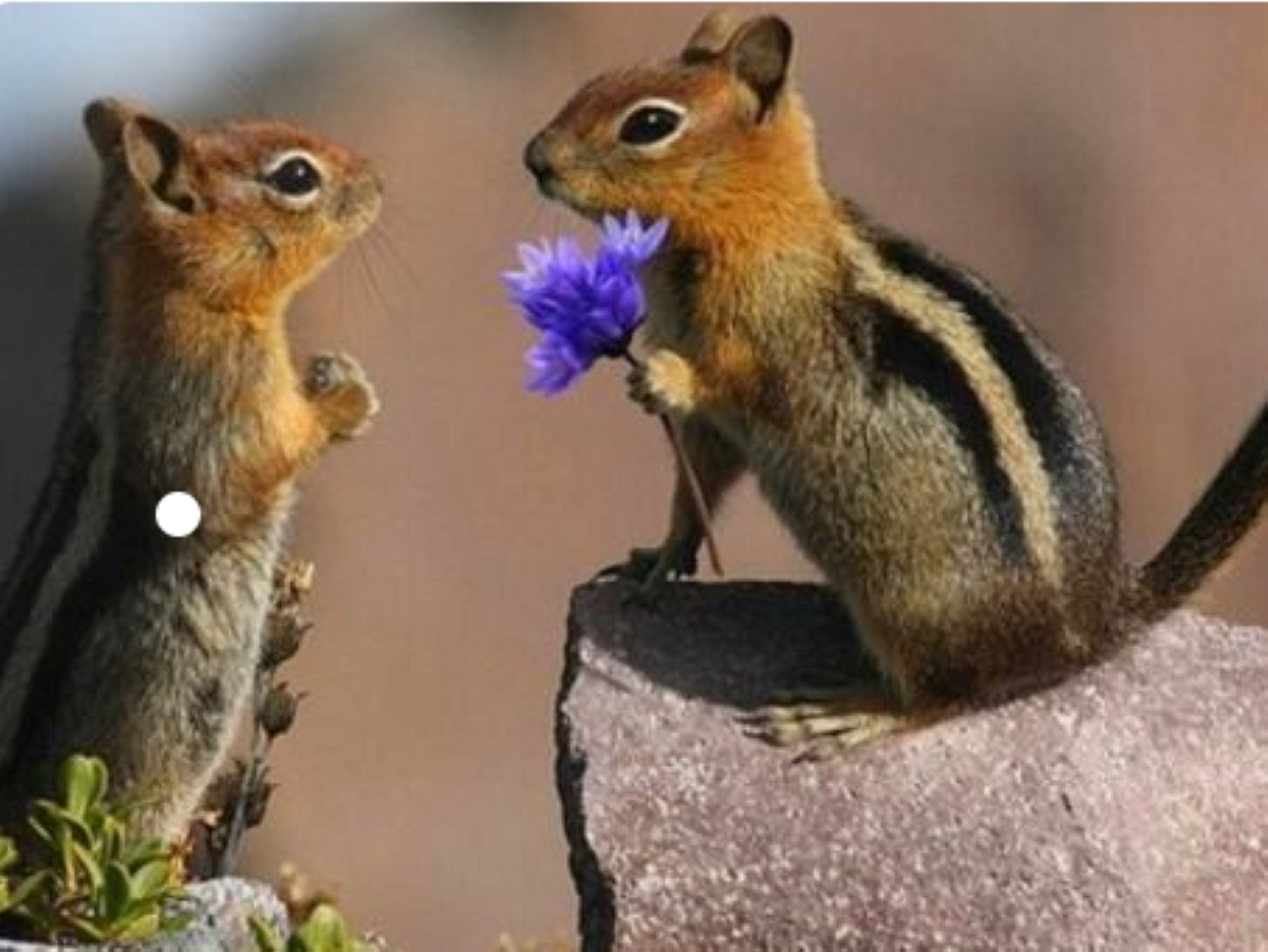 8 February Propose to or to be your wife Credit: Pinterest