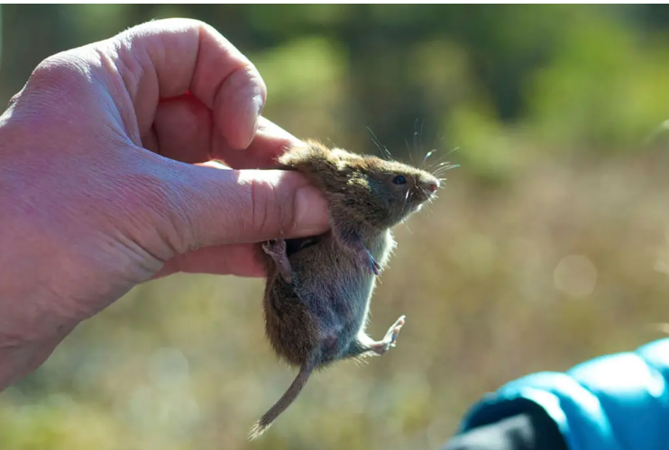 The Alaskapox virus is normally found in small mammals, including red-backed voles like the one above